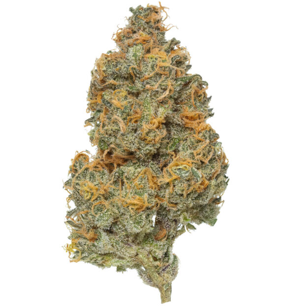 Alien milk thca flower bud