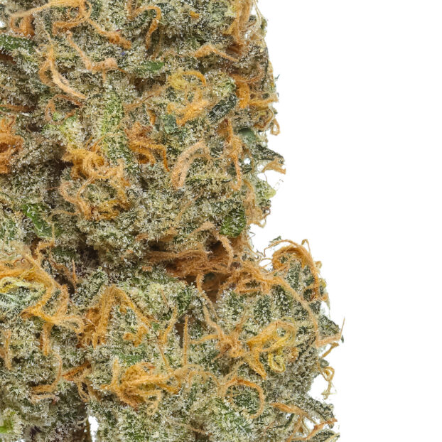Alien milk thca flower bud close up