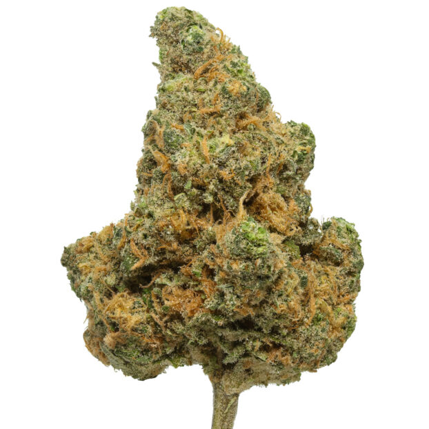 Blue dream thca flower bud