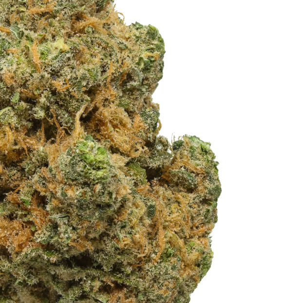 blue dream thca flower bud close up