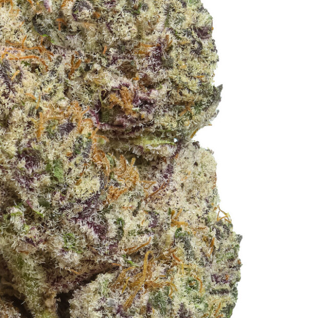 Close up of moon blend thca flower bud