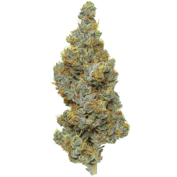 Orange soda thca flower bud