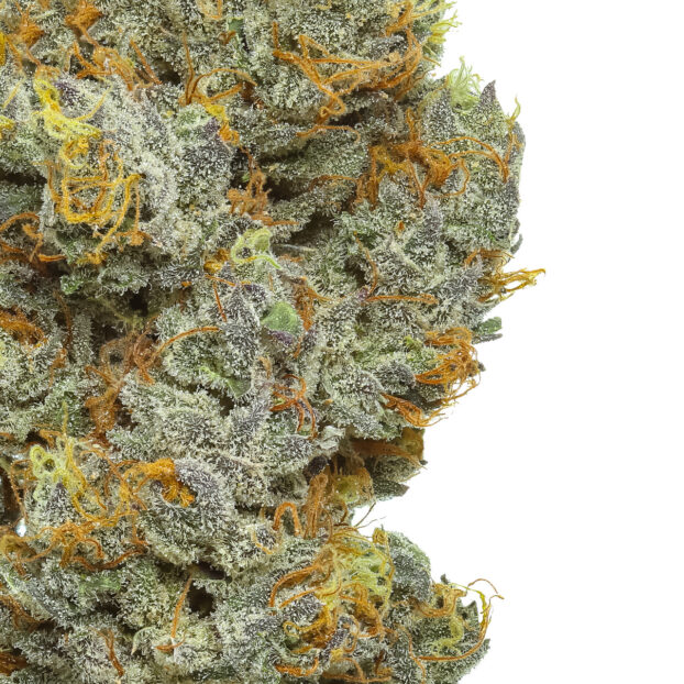 orange soda thca bud close up