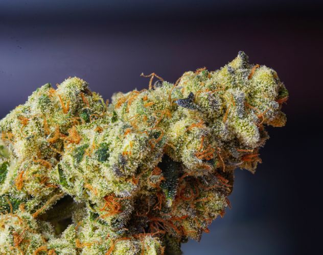 close up image of a green and orange thca flower bud