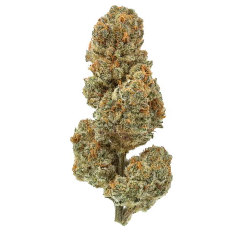 Blueberry Lobster THCA Flower grown in the USA in the UK