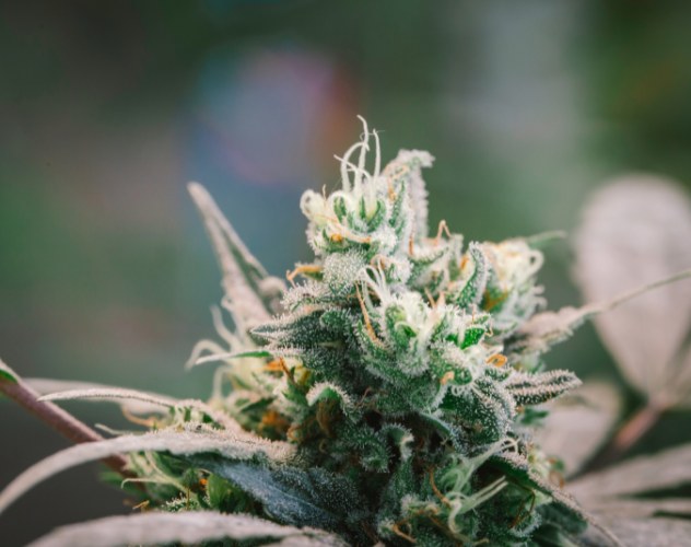 hemp flower with white sprouts