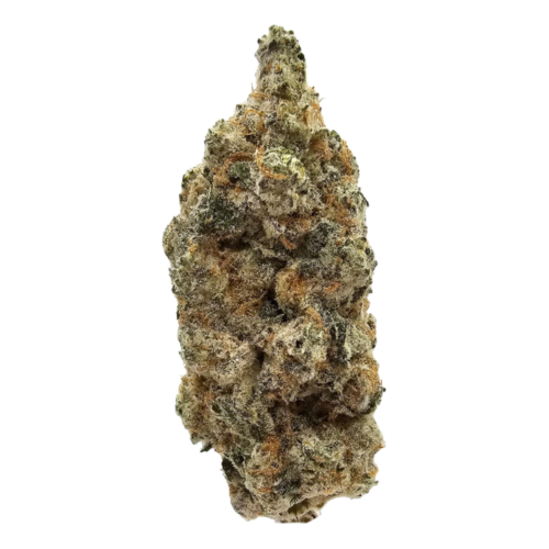 Fortune Cookies THCA Strain grown in the USA Flower