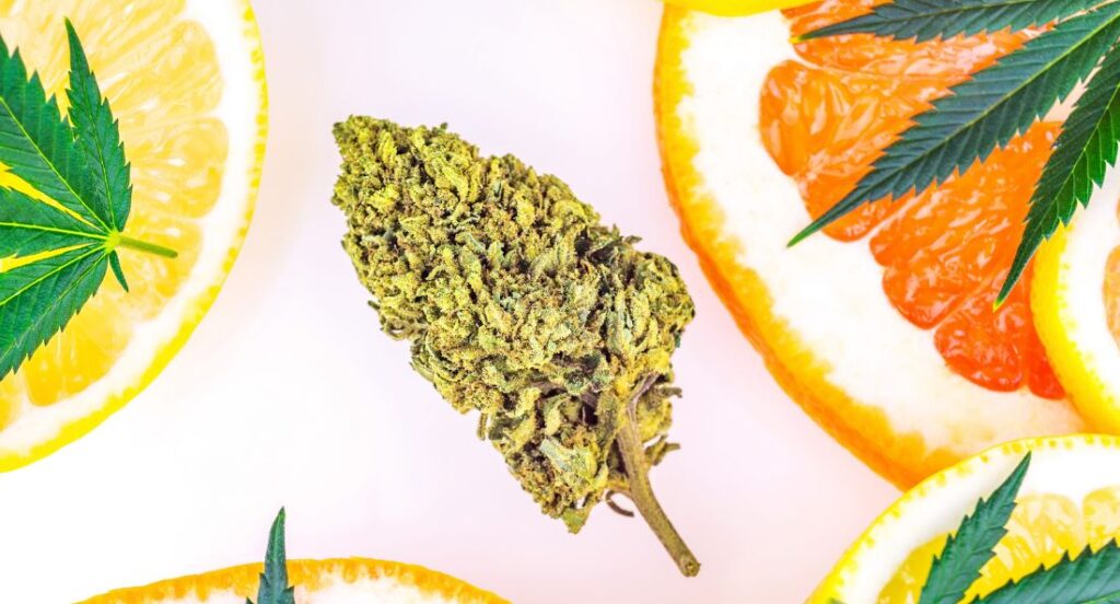 cbd flower bud surrounded by citrus lemon and orange slices