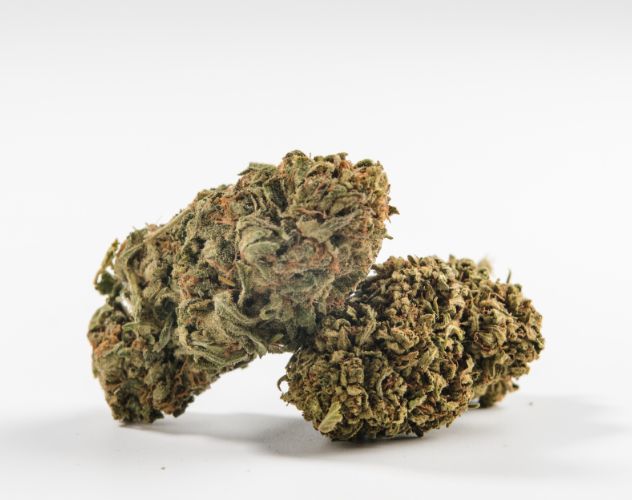 two cbd flower buds
