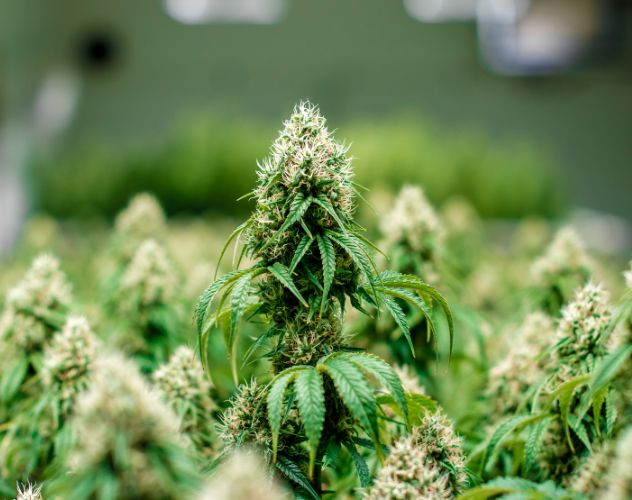 cannabis flowers grown indoors