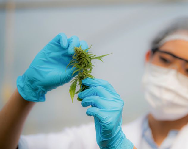 grower inspecting a cannabis flower in lab