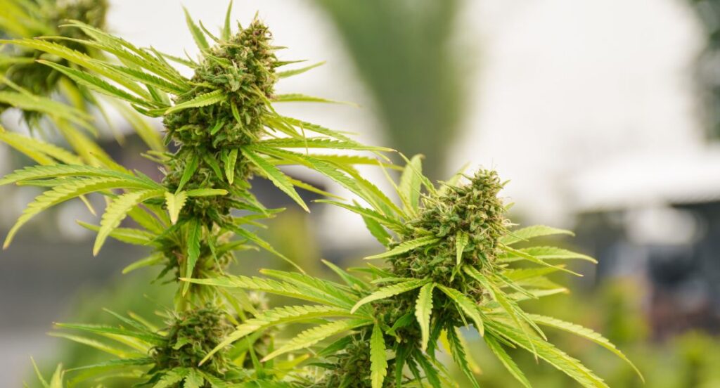 hemp flowers growing