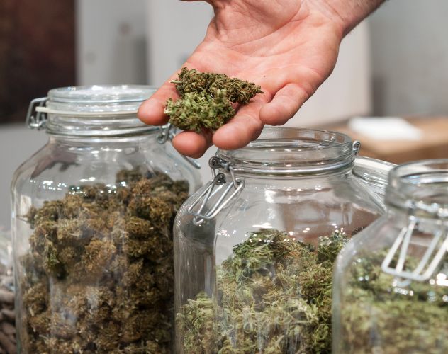 three glass jars filled with different types of thca flowers