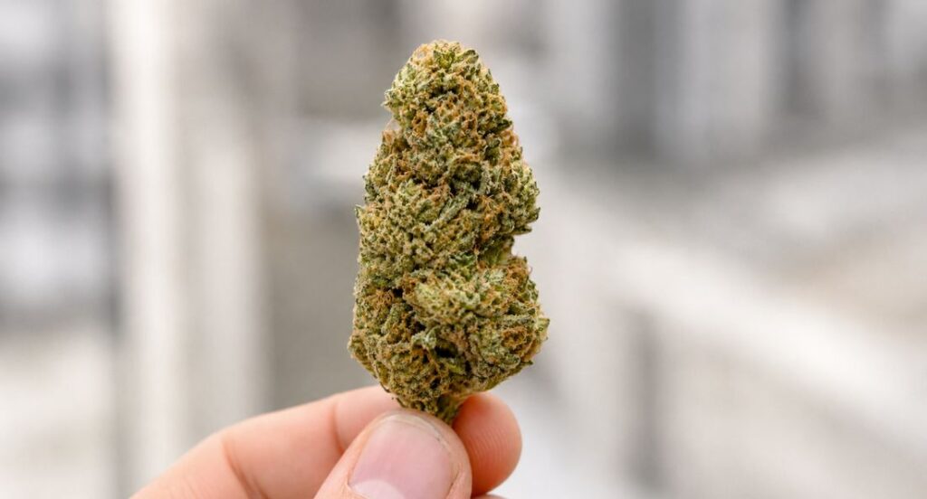 hand holding a thca flower bud