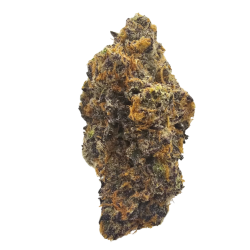 Jammy Dodgers THCA Tea Flower featuring resin-coated flowers with vibrant emerald green and deep purple hues, delivering a layered terpene profile of pungent gas, raspberry jam, buttery biscuit, creamy vanilla and sweet berry notes for a rich, bakery-inspired flavour experience.