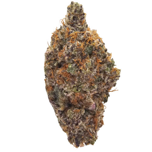 Milk Bone THCA tea flower from Kushte, featuring bright green and purple tones with a distinctive aroma of burnt creamy milk, earthy funk and pungent gas.