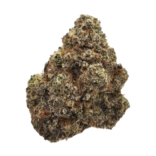 Pineapple Truffle THCA tea flower from Kushte, featuring a uniquely pungent aroma of fermented pineapple, overripe tropical fruit, sour creaminess and sharp citrus funk.