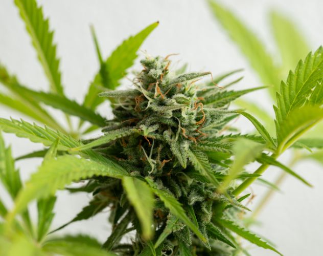 cannabis plant