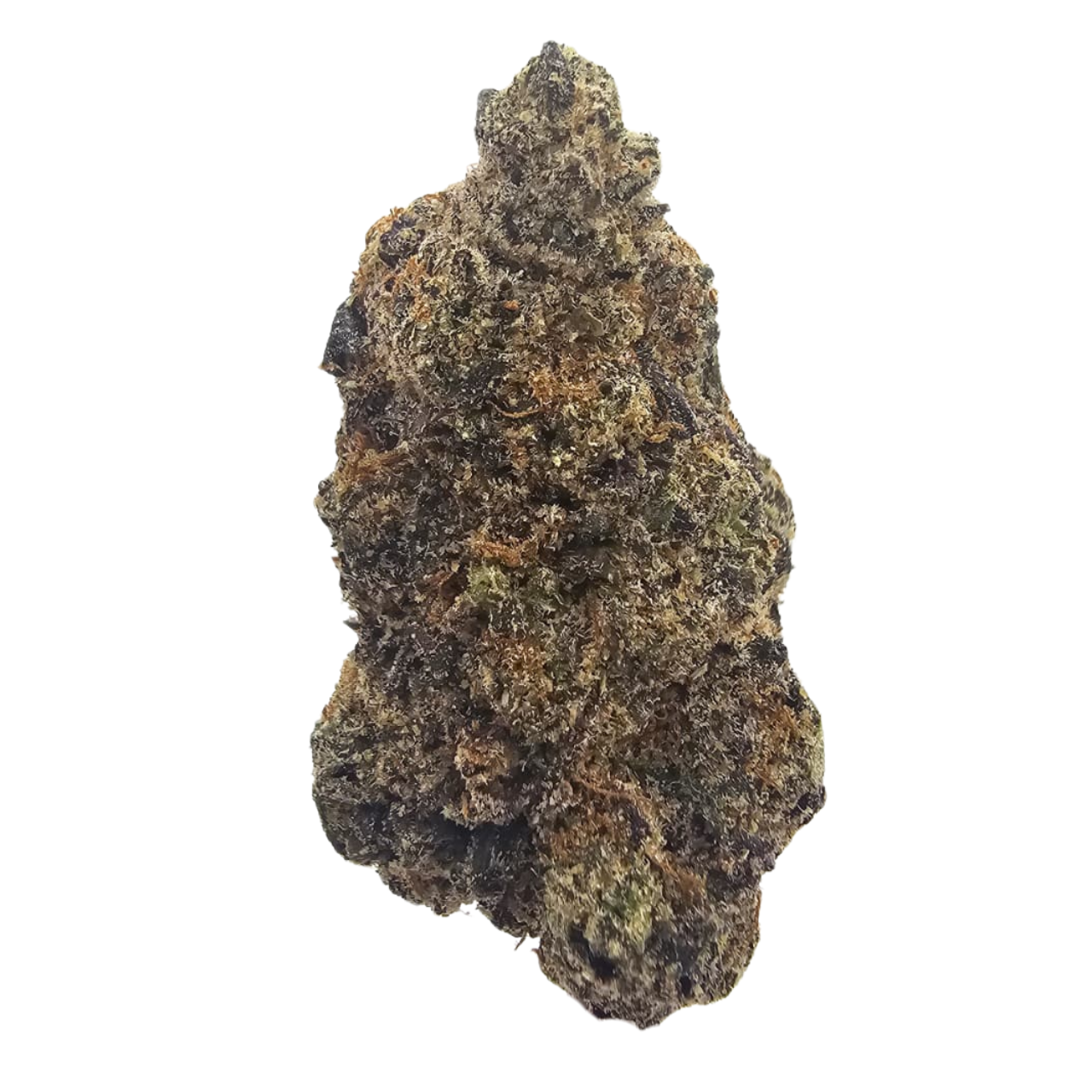 Biscotti THCA tea flower from Kushte, featuring a rich dessert-led aroma of sweet biscuits, creamy vanilla, earthy spice and fuel.