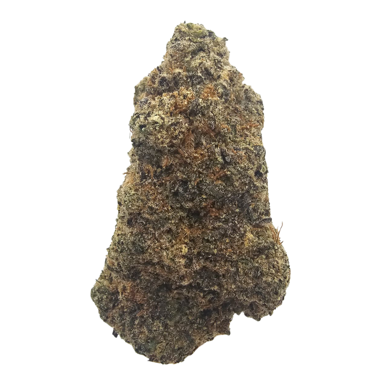 Biscotti THCA tea flower from Kushte, featuring a rich dessert-led aroma of sweet biscuits, creamy vanilla, earthy spice and fuel.