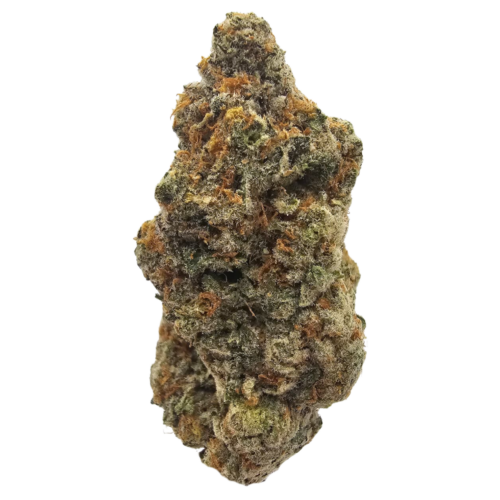 Blue Strawberries THCA Tea Flower from Kushte, featuring strawberry candy and blue raspberry notes layered over a deeper pungent Kush character.