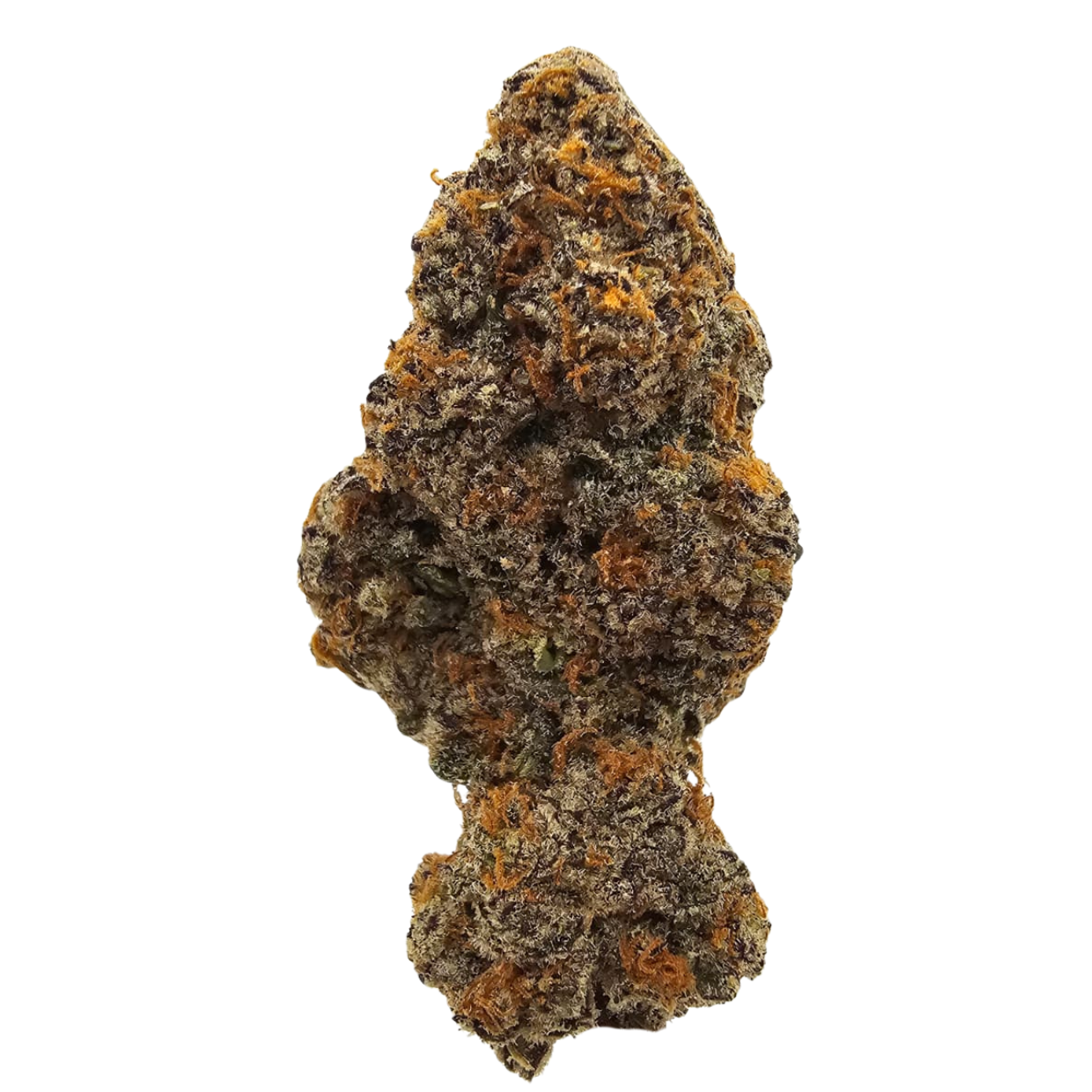 Dark Rainbow THCA Tea Flower from Kushte, featuring GMO x Rainbow Belts F1 genetics with a pungent garlic and diesel profile balanced by sweet citrus, tropical fruit and candy notes.