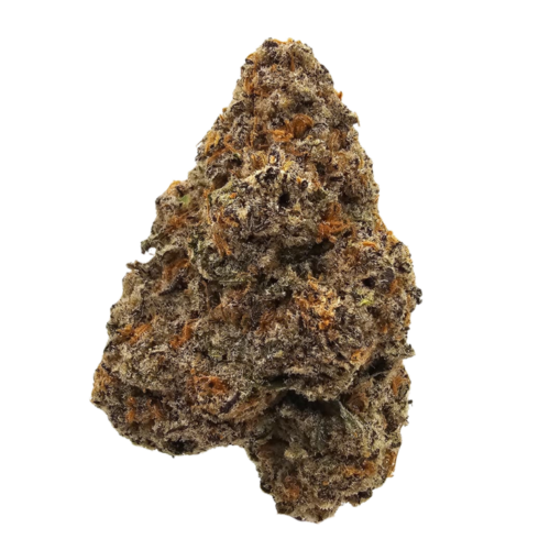 Dark Rainbow THCA Tea Flower from Kushte, featuring GMO x Rainbow Belts F1 genetics with a pungent garlic and diesel profile balanced by sweet citrus, tropical fruit and candy notes.