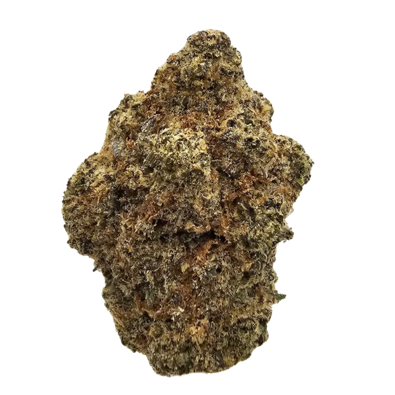 Donkey Punch THCA Tea Flower from Kushte, featuring a rich creamy vanilla aroma with warming black pepper, earthy gas and subtle dark grape sweetness.