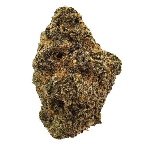Donkey Punch THCA Tea Flower from Kushte, featuring a rich creamy vanilla aroma with warming black pepper, earthy gas and subtle dark grape sweetness.