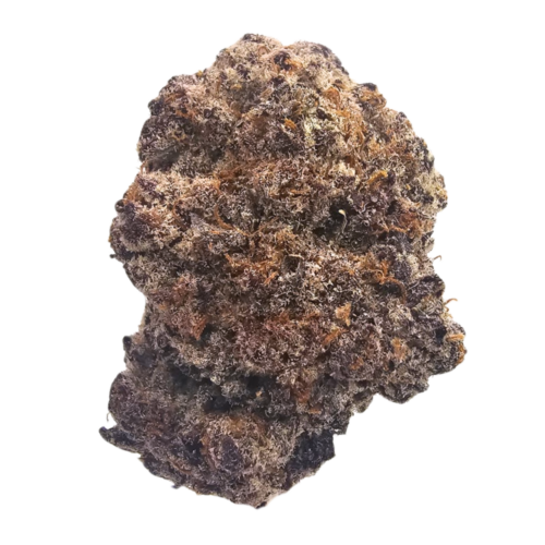 Gastro Pop THCA tea flower from Kushte, featuring a rich aroma of sweet grape, ripe apple and mixed fruit layered with funky, pungent gas.