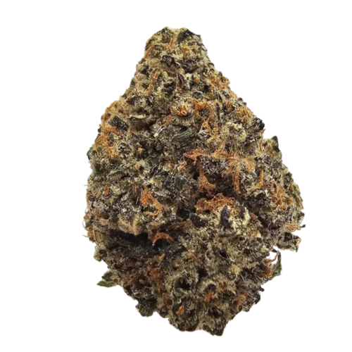 Gorilla Breath THCA tea flower from Kushte, featuring a traditional GG4-inspired aroma of pungent glue, earthy diesel, sour chemical gas and woody kush undertones.