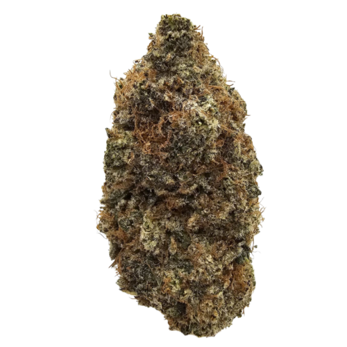 Sweet Tea THCA Tea Flower from Kushte, featuring large dense green buds with a generous trichome coating and orange pistils. This batch has a muted sweet-tea aroma complemented by herbal, earthy and lightly woody undertones.