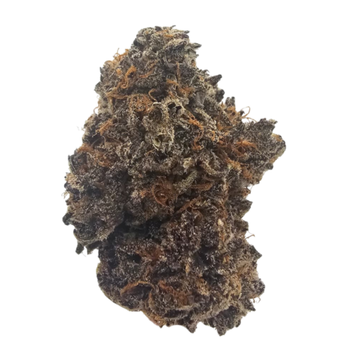 Violet Fuel THCA tea flower from Kushte, featuring deep purple colouration and a distinctive floral, perfumed and high-pitched fuel aroma profile.