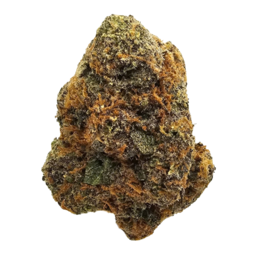 Watermelon Gushers THCA tea flower from Kushte with a sweet watermelon candy and sour gummy aroma profile.