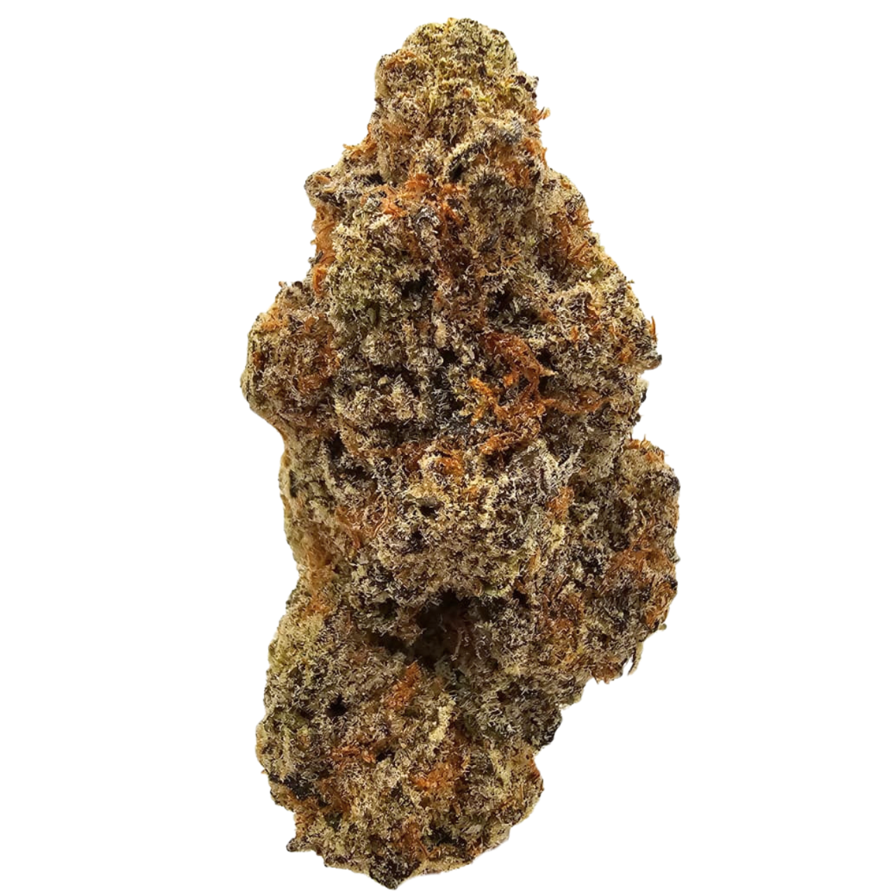 Fritter Glitter THCA tea flower from Kushte, featuring predominantly light green flower and a sweet, fruity aromatic profile with gentle apple notes and a subtle gassy undertone.