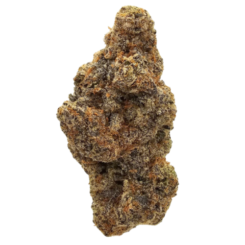 Fritter Glitter THCA tea flower from Kushte, featuring predominantly light green flower and a sweet, fruity aromatic profile with gentle apple notes and a subtle gassy undertone.