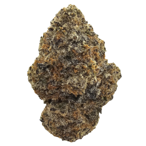 Gummy Buns THCA tea flower from Kushte, featuring a distinctive aromatic profile of honeyed sweetness, soft dough, toasted nuts, deep earthy undertones and warm spice.