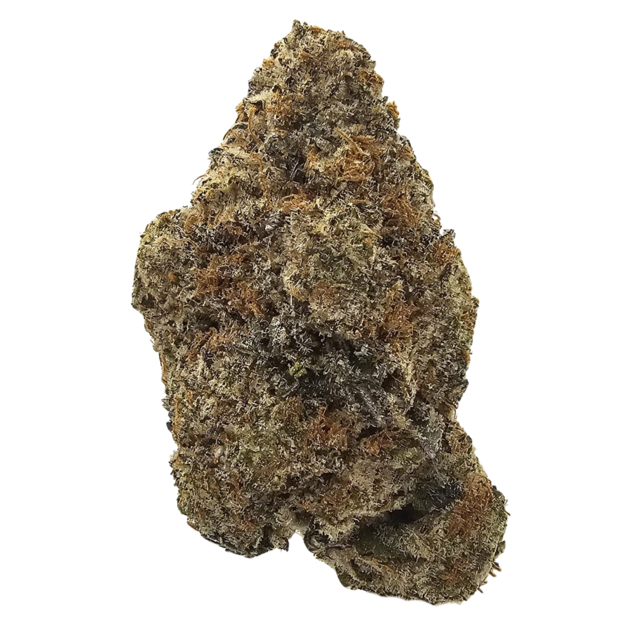 Gummy Buns THCA tea flower from Kushte, featuring a distinctive aromatic profile of honeyed sweetness, soft dough, toasted nuts, deep earthy undertones and warm spice.