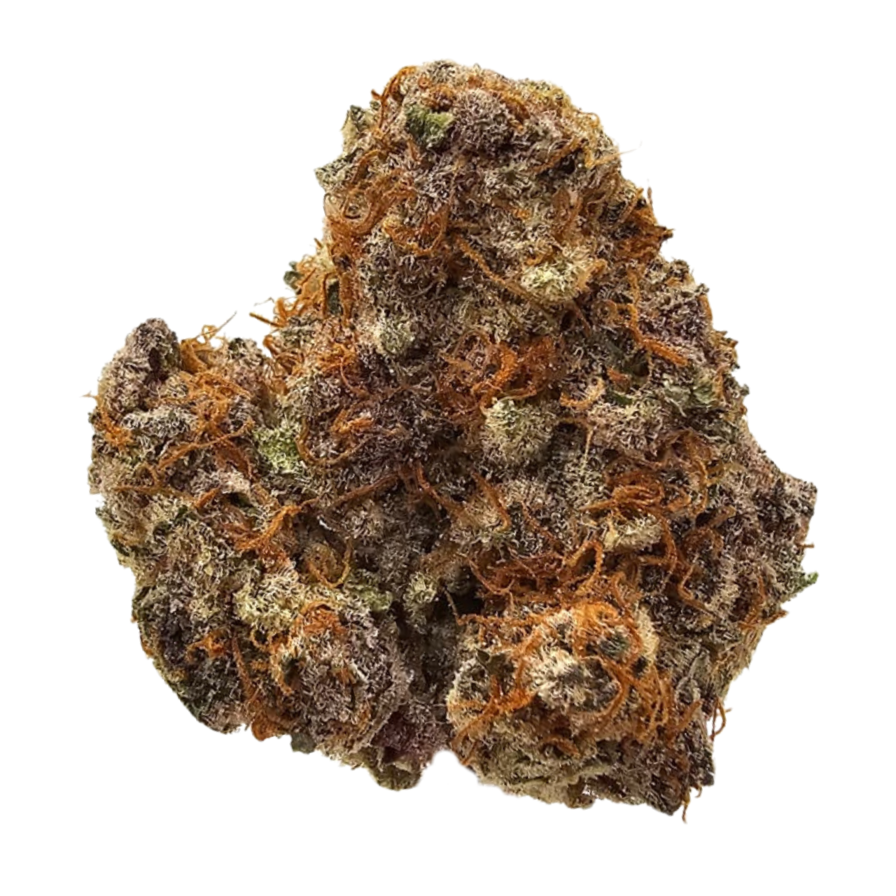 Mandarin Cookies THCA Tea Flower from Kushte, featuring a vibrant mandarin-orange aroma, tangy citrus zest, earthy cookie notes and a dense, frosty flower structure.