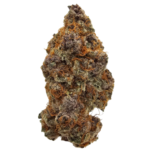 Mandarin Cookies THCA Tea Flower from Kushte, featuring a vibrant mandarin-orange aroma, tangy citrus zest, earthy cookie notes and a dense, frosty flower structure.