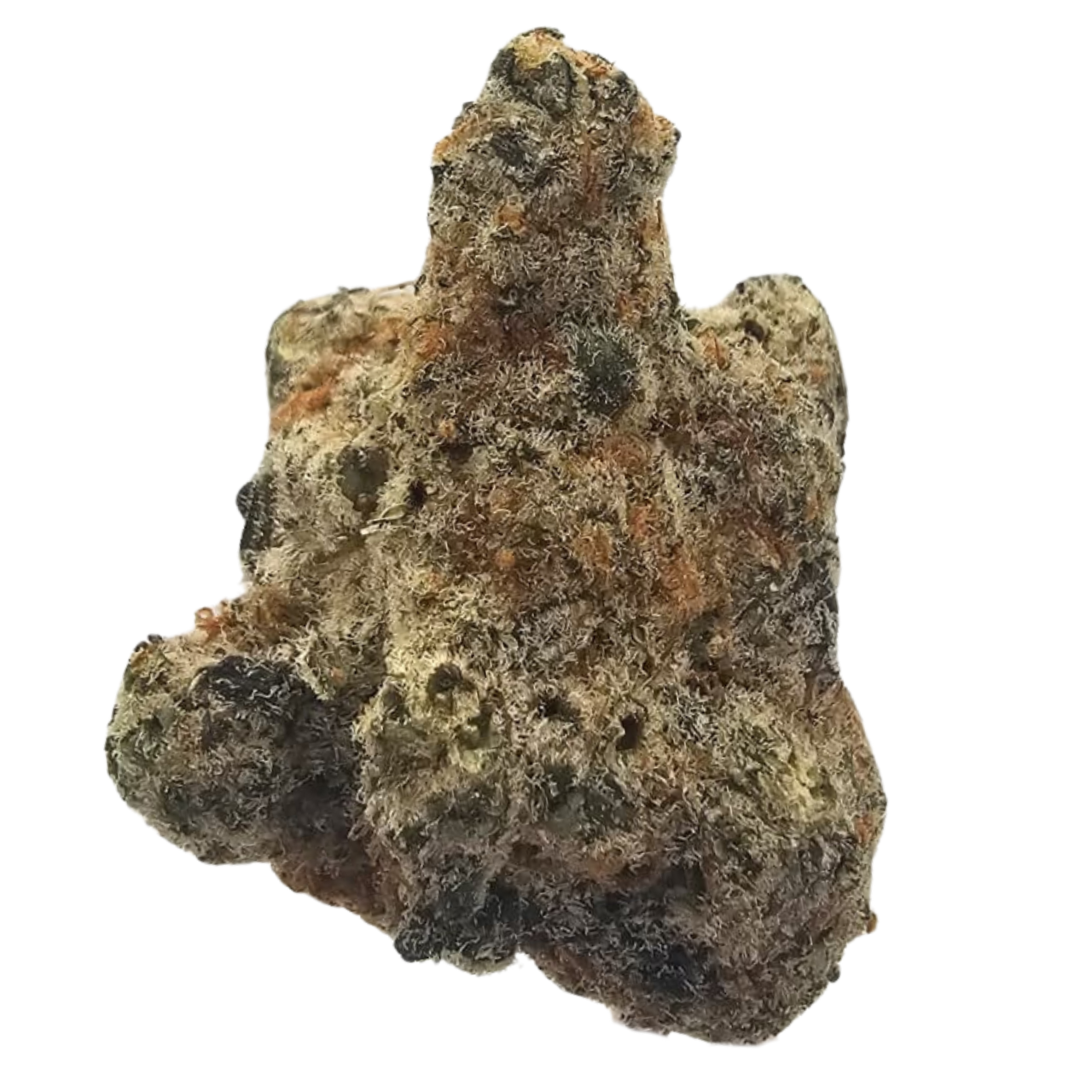 Raspberry Kush THCA tea flower from Kushte, featuring a layered aromatic profile of ripe raspberries, creamy undertones, earthy Kush, subtle woody notes and herbal spice.