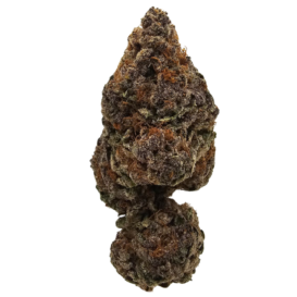 Close-up of Tropicana Cherries THCA tea flower, showcasing distinctive purple colouring, green highlights, orange pistils and a frosty trichome coating.