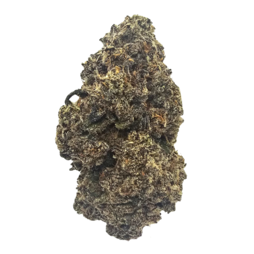 White Diesel premium THCA tea flower from Kushte, featuring a distinctive sweet diesel and pine-forward aromatic profile with subtle woody and earthy undertones.